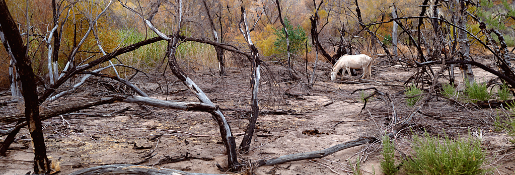 Fire Damage Desert & Wild Horse