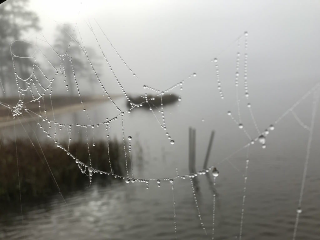 Jeweled Web 2