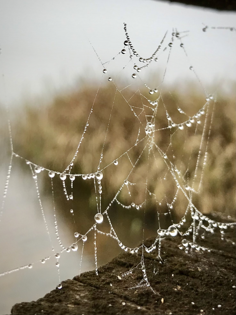 Jeweled Web 3