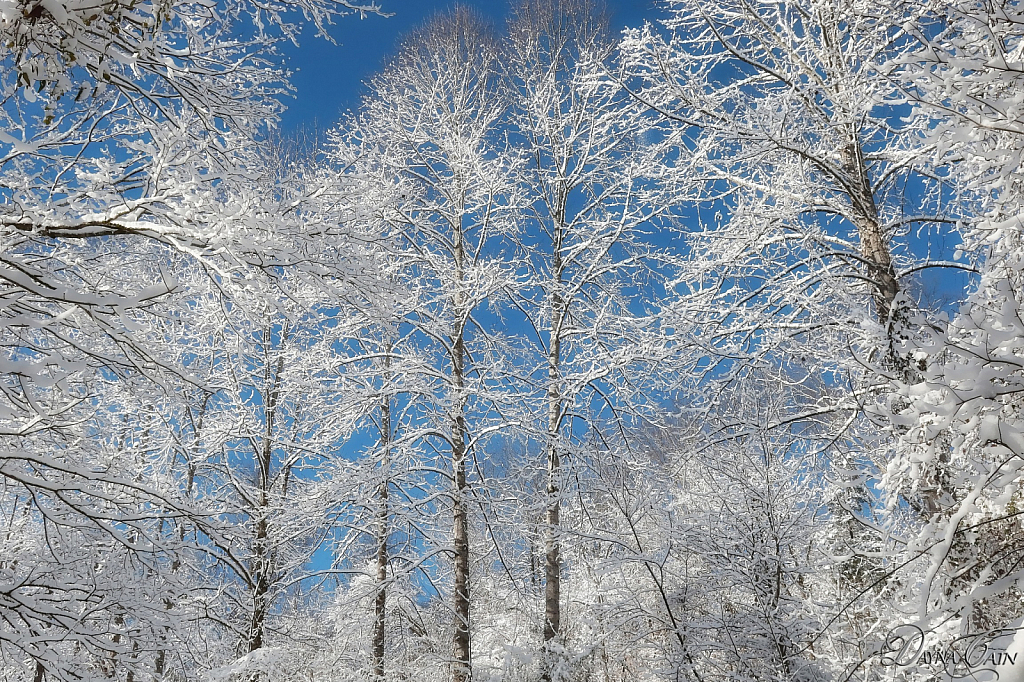 Snow Covered 