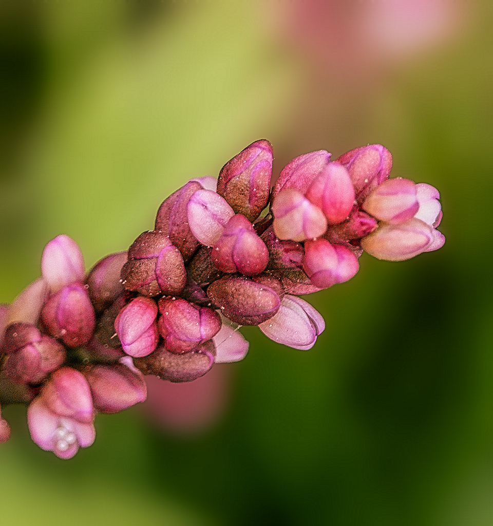 Smartweed - ID: 15877043 © Janet Criswell