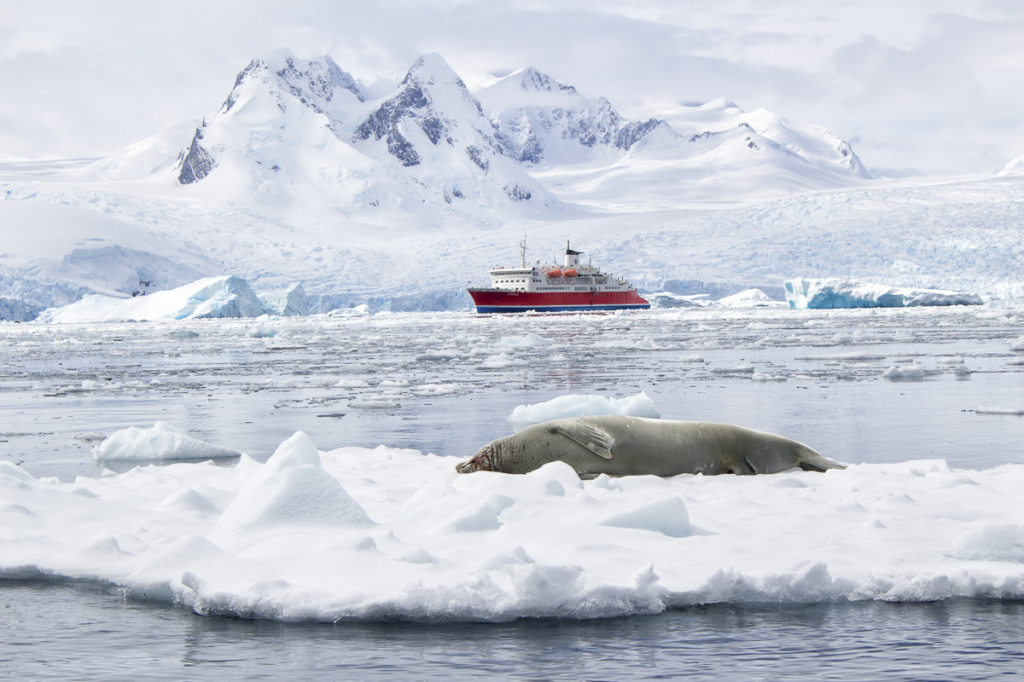 Crab Eater Seal, Antarctica