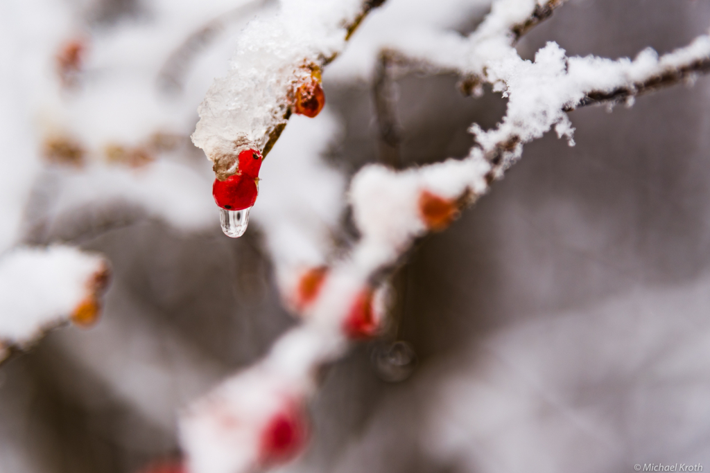 Snowy Day in Michigan