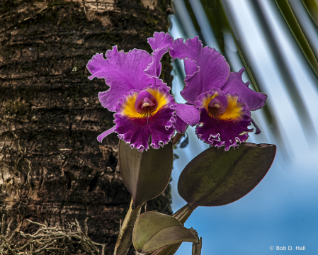 Orchid On A Tree