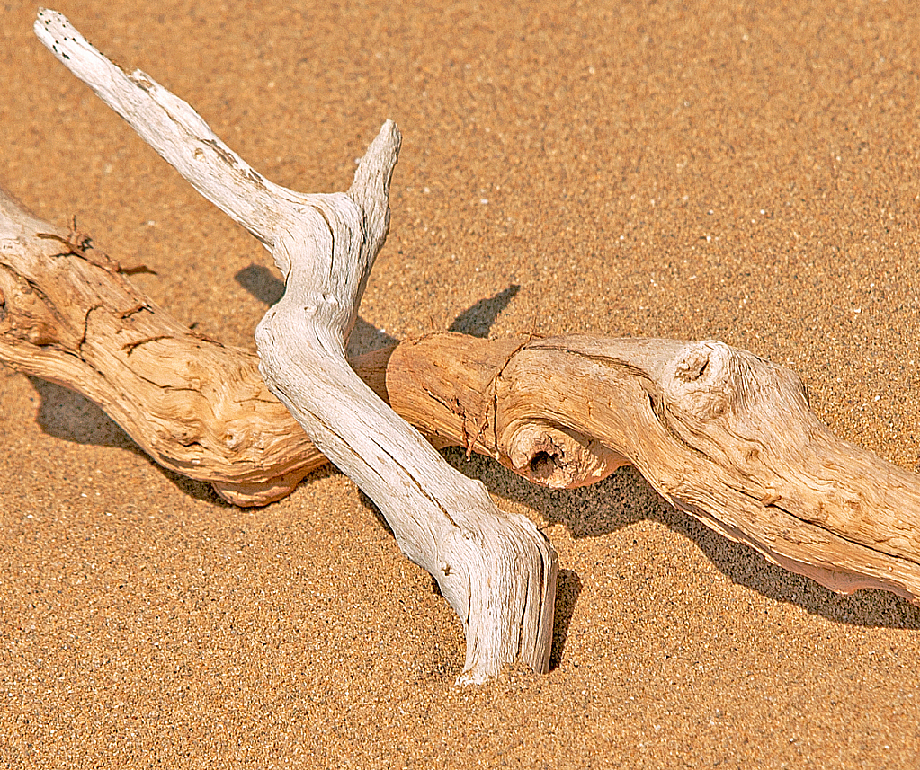Driftwoods on the sand.