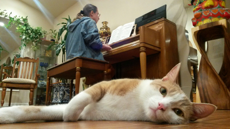 Music therapy for the cat...
