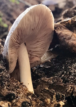 Underneath the Mushroom 