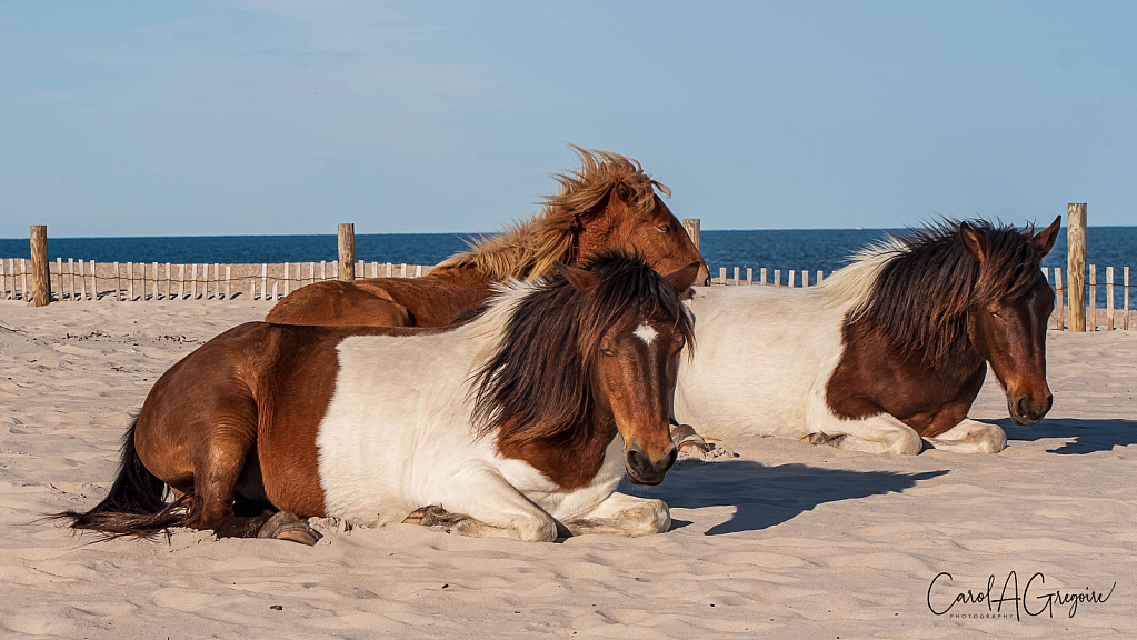 Pony Nap Time - ID: 15973397 © Carol Gregoire