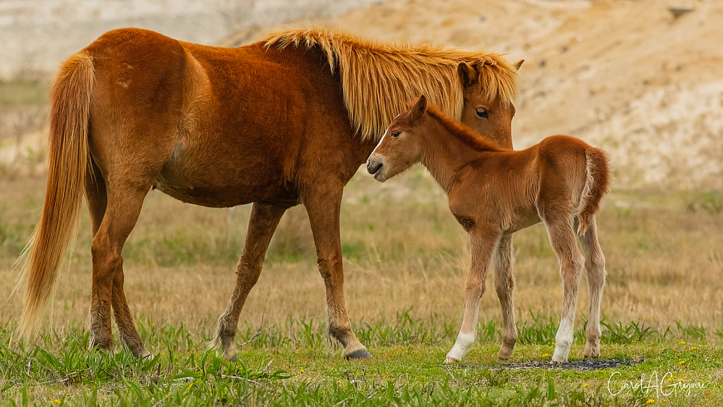 Mother's Love