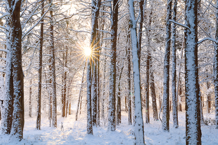 Snowy Sunrise