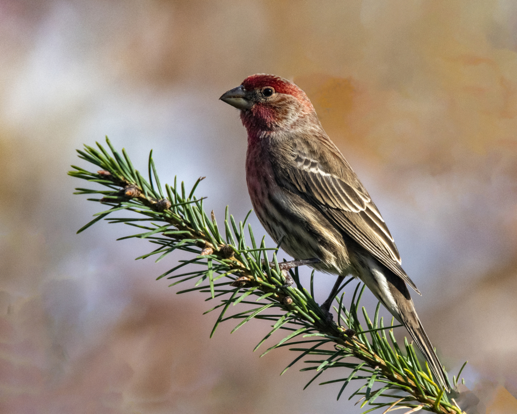 House Finch 