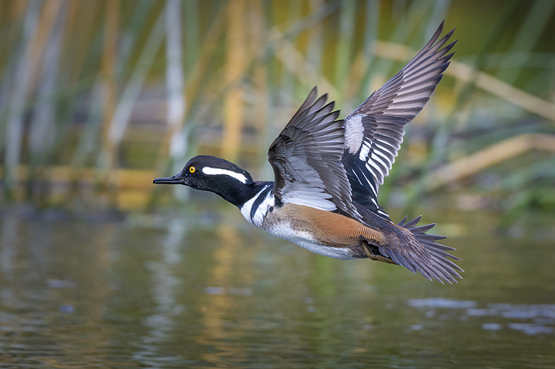 Merganser F421 - ID: 15973369 © Donald R. Curry