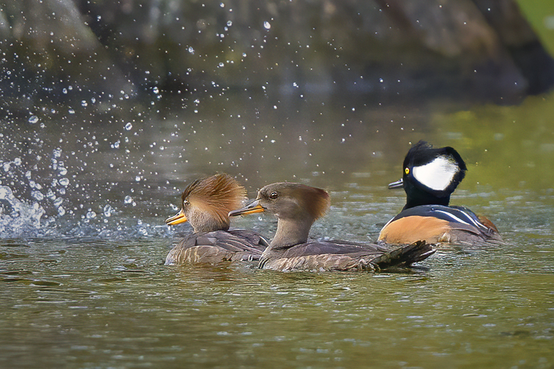 Merganser 521 - ID: 15973370 © Donald R. Curry