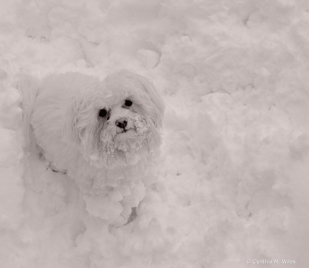 Snow Dog