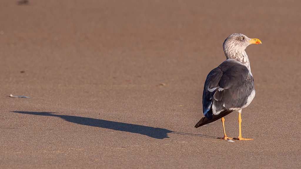 A Gull and His Shadow