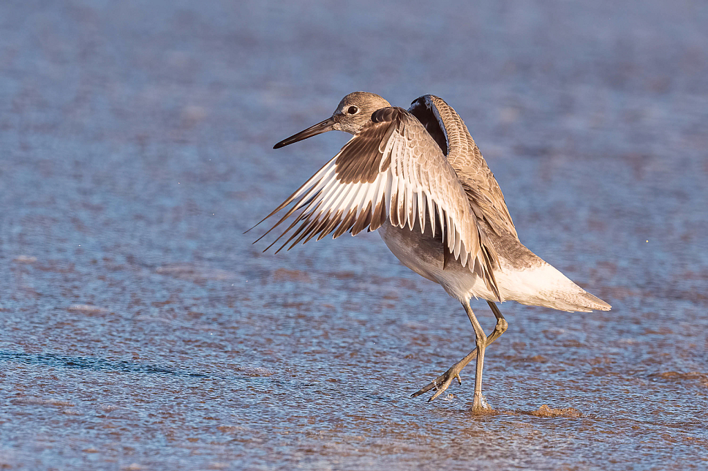 Hoppin' Willet