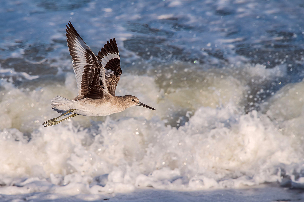 Willet Over the Ocean