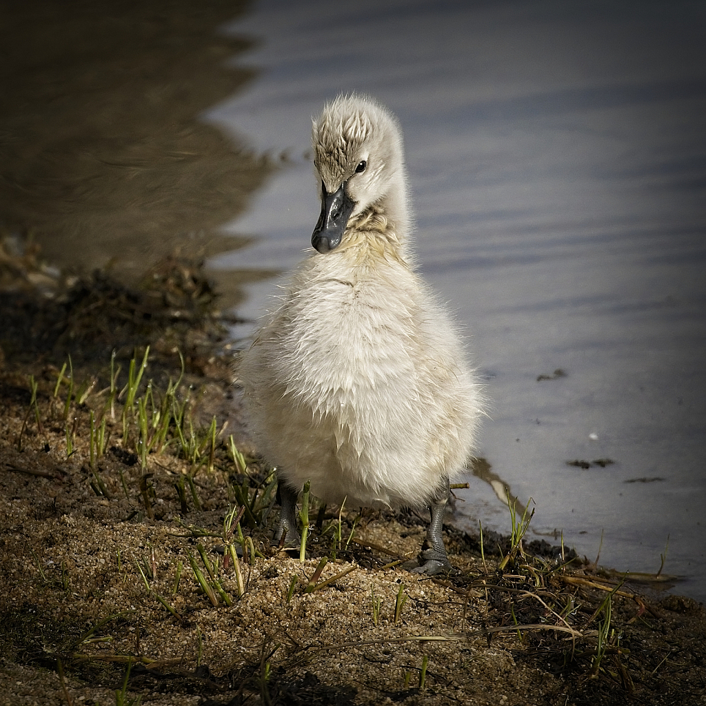 Cygnet