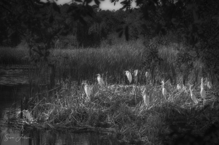 Congregation of Egrets