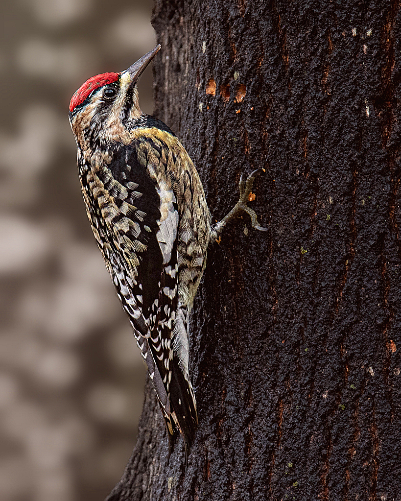 Yellow-bellied Sapsucker - ID: 15973485 © Terry Korpela