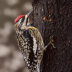 © Terry Korpela PhotoID# 15973485: Yellow-bellied Sapsucker