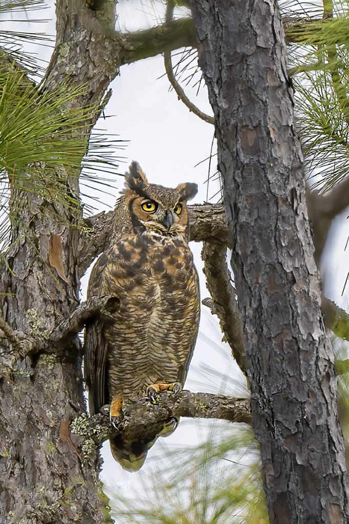 Great Horned Owl F521 - ID: 15973559 © Donald R. Curry