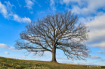 A lonely tree in ...