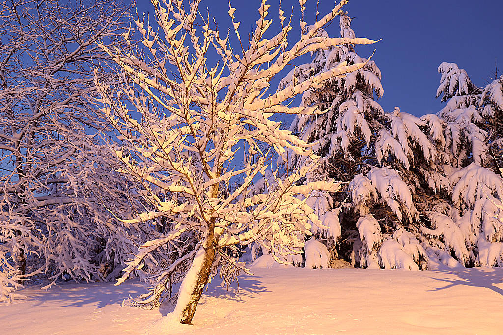 Snowscape at Dawn