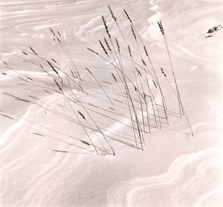 Snow ripples and reeds.