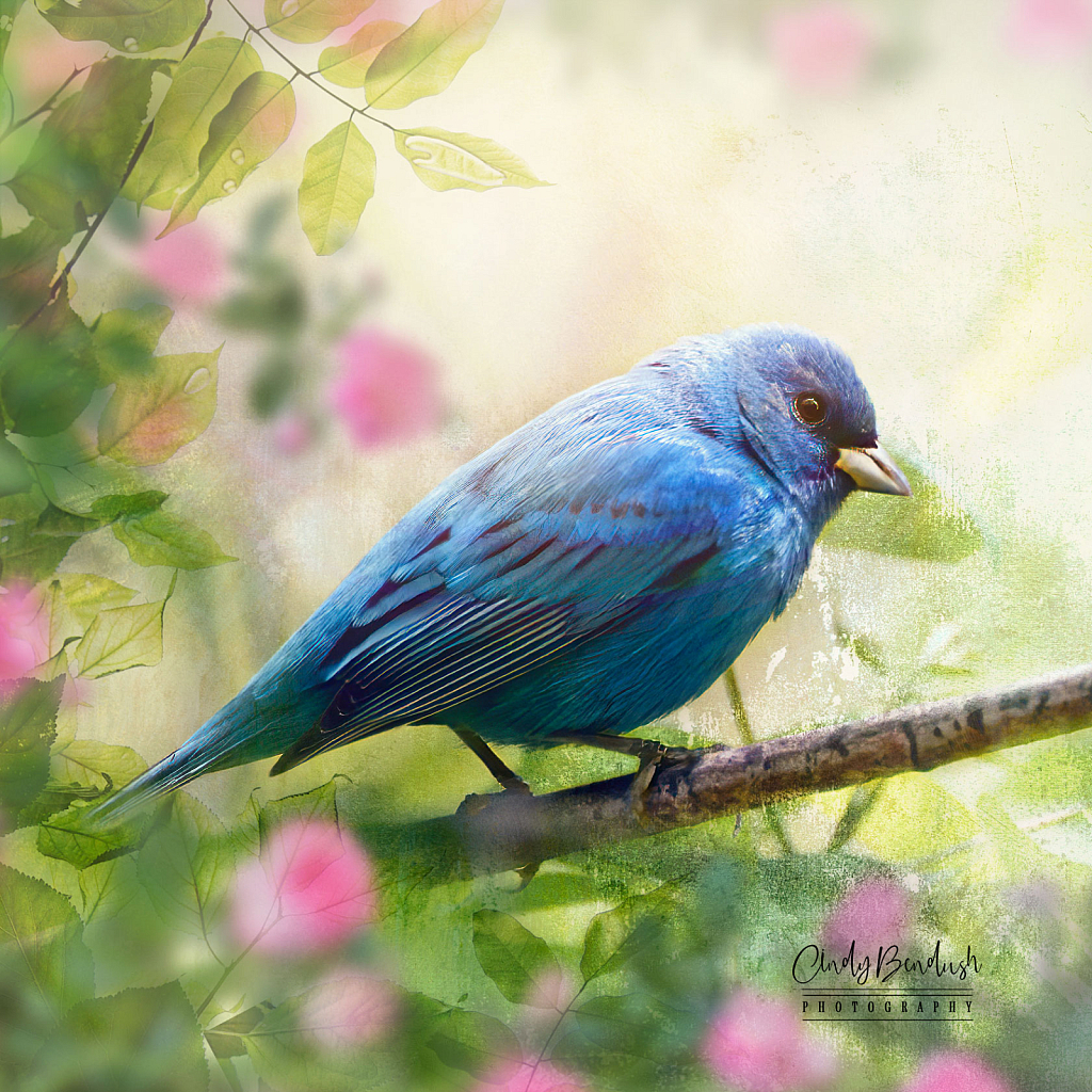 Indigo Bunting