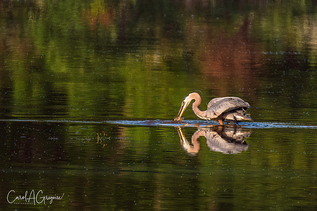 Going in for a Fish