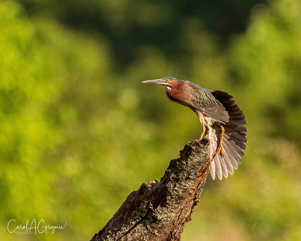 Heron Fan - ID: 15973657 © Carol Gregoire