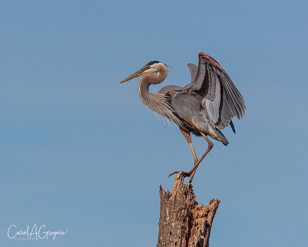 Balancing Act - ID: 15973661 © Carol Gregoire