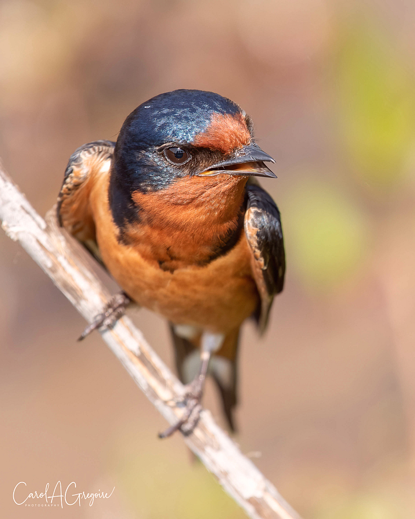 Curious Barn Swallow - ID: 15973663 © Carol Gregoire