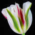 © Larry Adamache PhotoID # 15973721: Tulip, img__001-16Br15