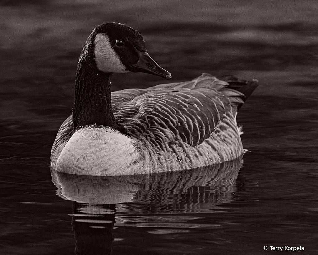 Canada Goose B&W - ID: 15973597 © Terry Korpela