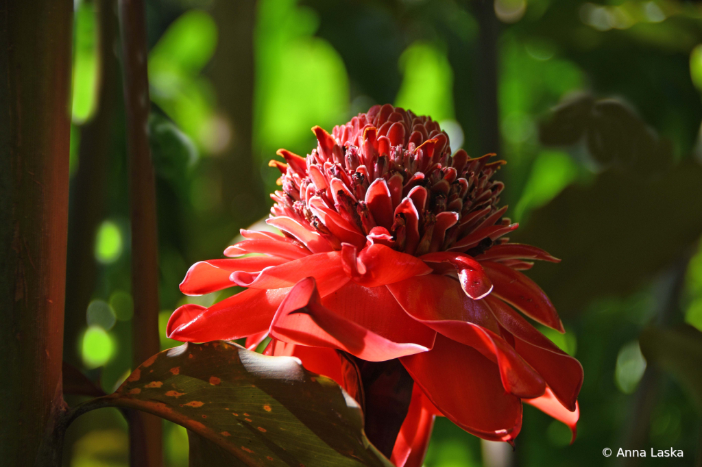 Rainforest queen