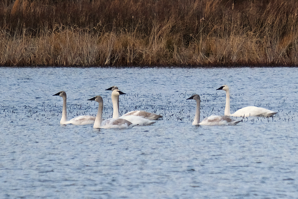 Trumpeter Swans - ID: 15973640 © Larry Lawhead