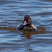 Sly Scaup