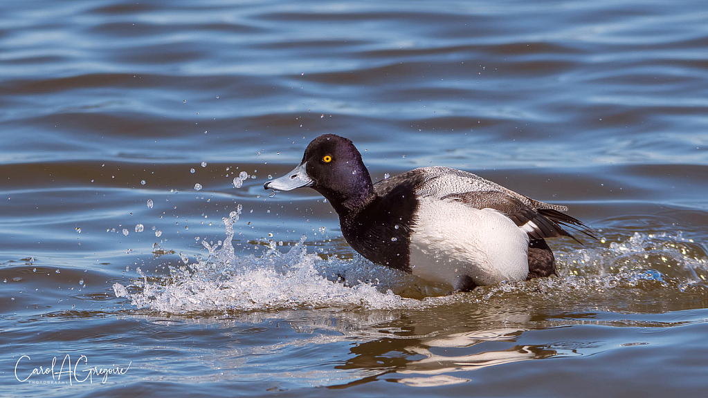 Scaup Coming in for a Landing