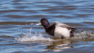 Scaup Coming in f...