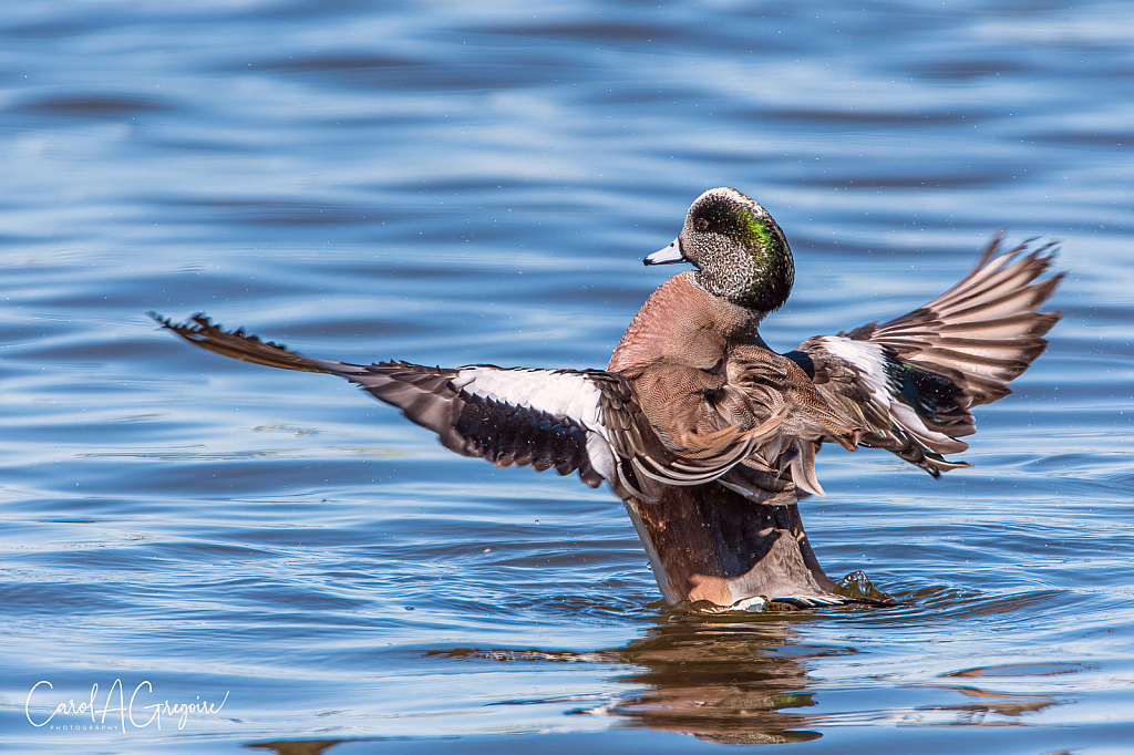 Ruffled Feathers - ID: 15974202 © Carol Gregoire