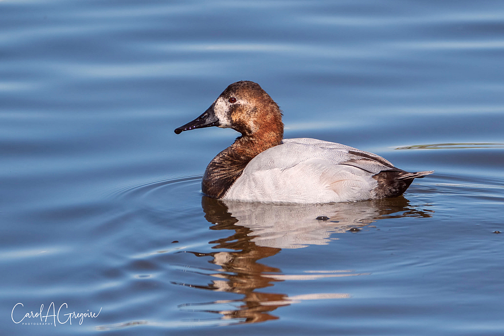 Hybrid Canvasback