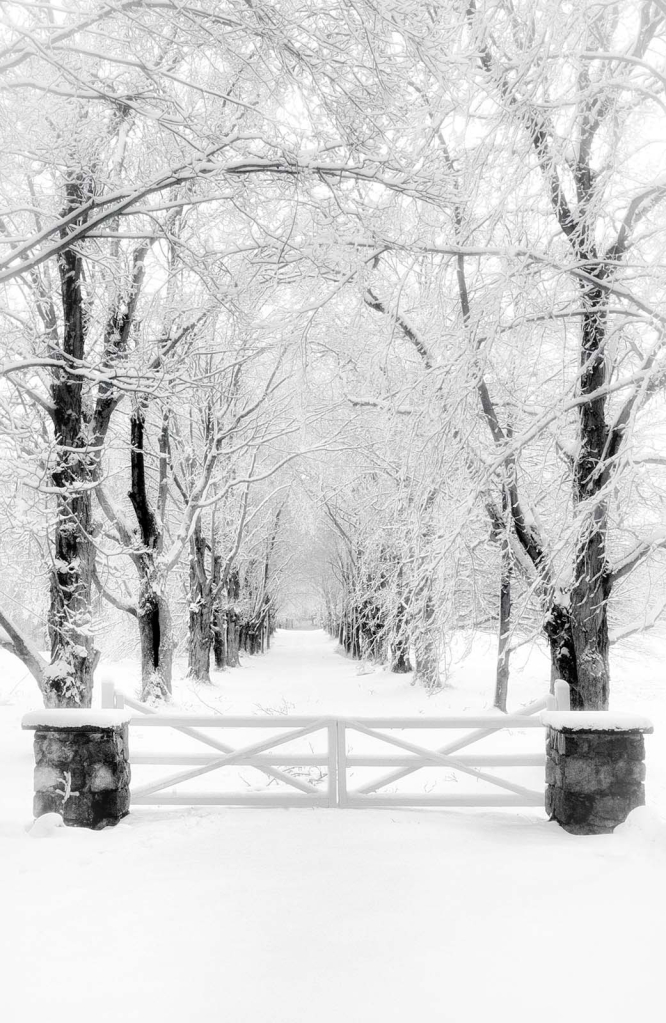 Maples in Winter