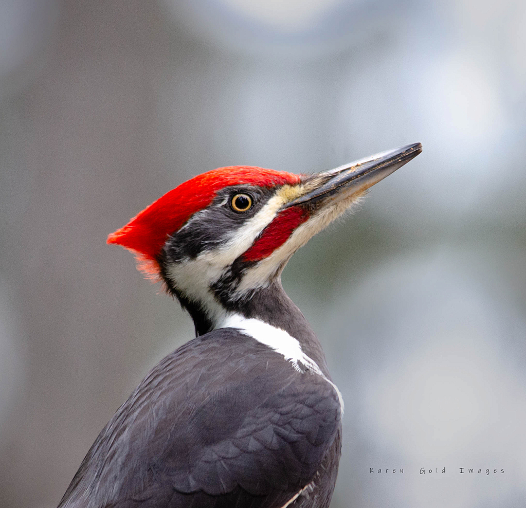 Male Pileated Woodpecker