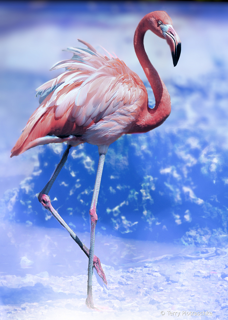 Flamingo