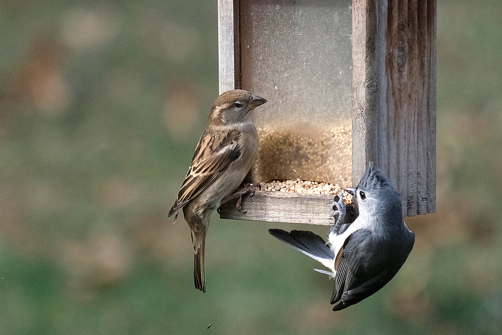 Sharing The Wealth - ID: 15974300 © Larry Lawhead