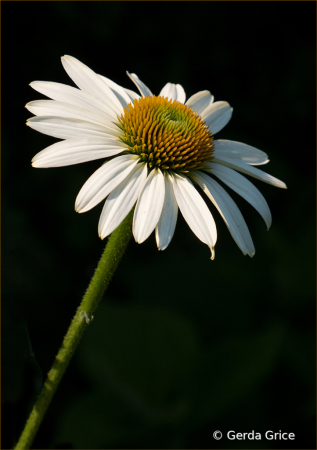 White Cone Flower in the Sun