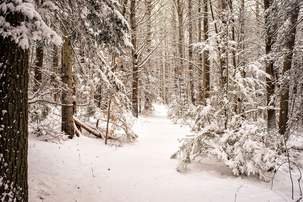 Winter Trail