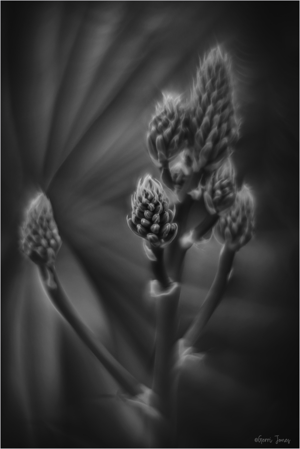 Cactus Composition in Black and White